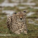 Cheetah eyes closed sitting out the storm. Acinonyx jubatus
