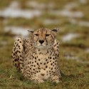Cheetah eyes open sitting out the storm. Acinonyx jubatus