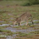 Cheetah drinking after the storm. Acinonyx jubatus
