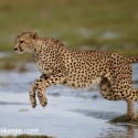 Cheetah jumping flood after the storm. Acinonyx jubatus