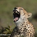 Cheetah fly on nose. Acinonyx jubatus