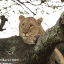 Lion relaxed in a tree. Panthera leo