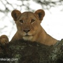 Lion alert in a tree. Panthera leo