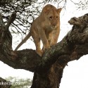 Lion walking in a tree. Panthera leo