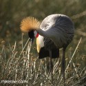 Grey crowned crane feeding forwards early morning. Balearica regulorum