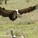 White-backed vulture landing to feed. Gyps africanus