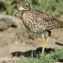 Spotted thick-knee close and looking. Burhinus capensis