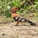 African hoopoe with lowwered crest. Upupa Africana