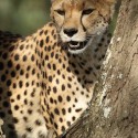Cheetah paused from eating behind tree. Acinonyx jubatus