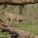 Cheetah jumping onto fallen tree. Acinonyx jubatus