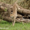 Cheetah jumping off fallen tree. Acinonyx jubatus