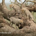 Young Cheetahs on fallen tree. Acinonyx jubatus