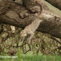 Young Cheetahs jumping off fallen tree. Acinonyx jubatus