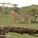 Cheetah looking from broken tree. Acinonyx jubatus