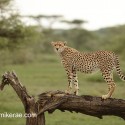 Cheetah looking forward from broken tree. Acinonyx jubatus