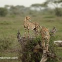 Cheetah pair on the look out. Acinonyx jubatus