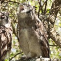 verreaux's eagle owl yawning in bush. Bubo lacteus