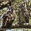 verreaux's eagle owl pair in bush. Bubo lacteus
