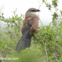 white browed coucal in bush. Centropus superciliosus