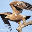 Tawny Eagle take off. Aquila rapax