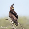 Long-crested eagle on top of thorn bush. Lophaetus occipitalis