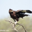 Long-crested eagle about to fly off thorn bush. Lophaetus occipitalis