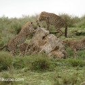 Cheetah family round rock. Acinonyx jubatus