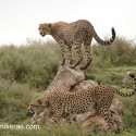 Cheetah pair up and down on rock. Acinonyx jubatus