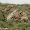 Cheetah jumping onto rock. Acinonyx jubatus
