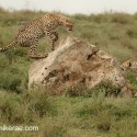 Cheetah getting to the top off rock. Acinonyx jubatus