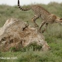 Cheetah jumping down off rock. Acinonyx jubatus