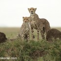 Cheetah mother and cub on termite hill. Acinonyx jubatus