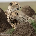Cheetah mother and cub relaxed on termite hill. Acinonyx jubatus