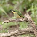 Little bee-eater paused near Ndutu. Merops pusillus