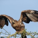 Tawny Eagle spread wings. Aquila rapax