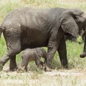 Elephant big and small in the sun Loxodonta africana