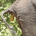 Elephant private moment Loxodonta africana