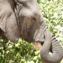 Elephant trunk tied Loxodonta africana