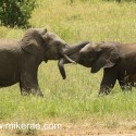 Young elephants sparing Loxodonta africana