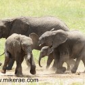Young elephants playing Loxodonta africana