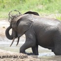 Young elephant spraying water Loxodonta africana