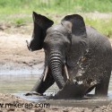 Young elephant splashing in water Loxodonta africana