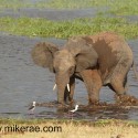 Young elephant in water with stilts Loxodonta africana