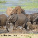 Young elephants splashing out of water Loxodonta africana