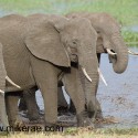 Elephants splashing out of water Loxodonta africana