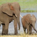 Elephants comming out of water Loxodonta africana