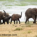 Elephants walking trunks up Loxodonta africana