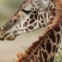 Giraffe twisting back Giraffa camelopardalis