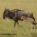Wildebeest with skipping calf Connochaetes taurinus