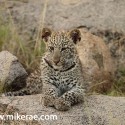 Leopard cubs sits and waits alone Panthera pardus
